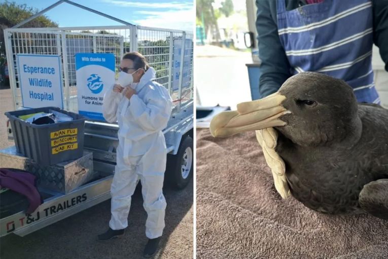 Thumbnail for Race to stop bird flu becoming a ‘wildlife massacre’