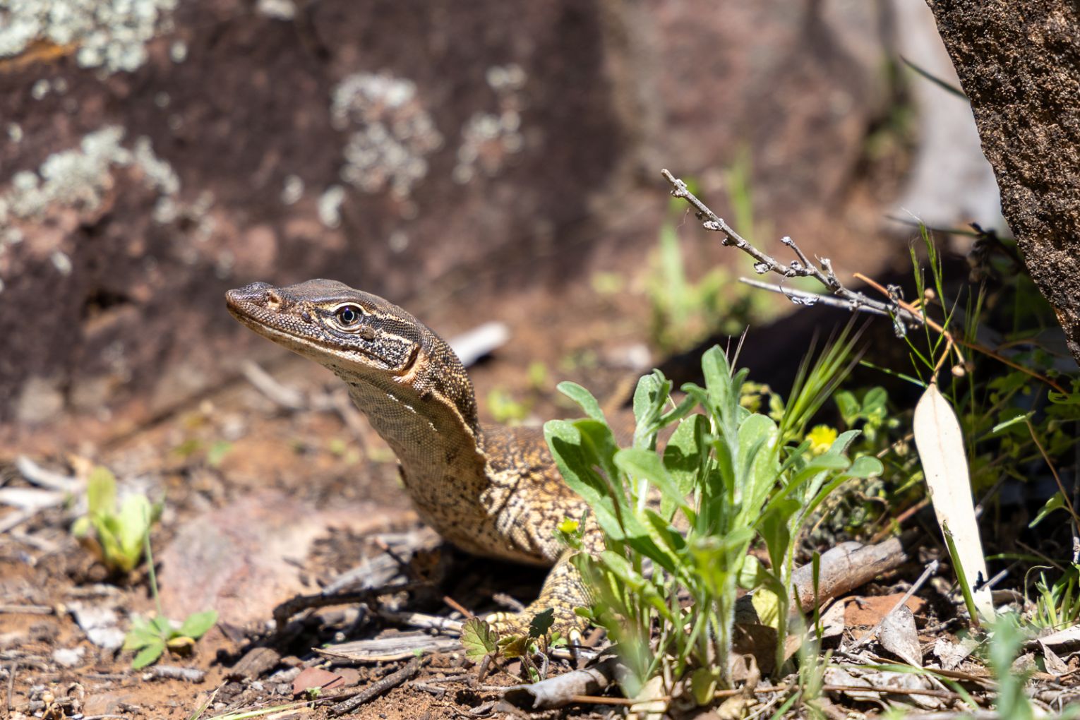 A sand goanna; emus are a common sight in the region; the campfire at Arkaba Homestead; field guide Natalie Gruel.