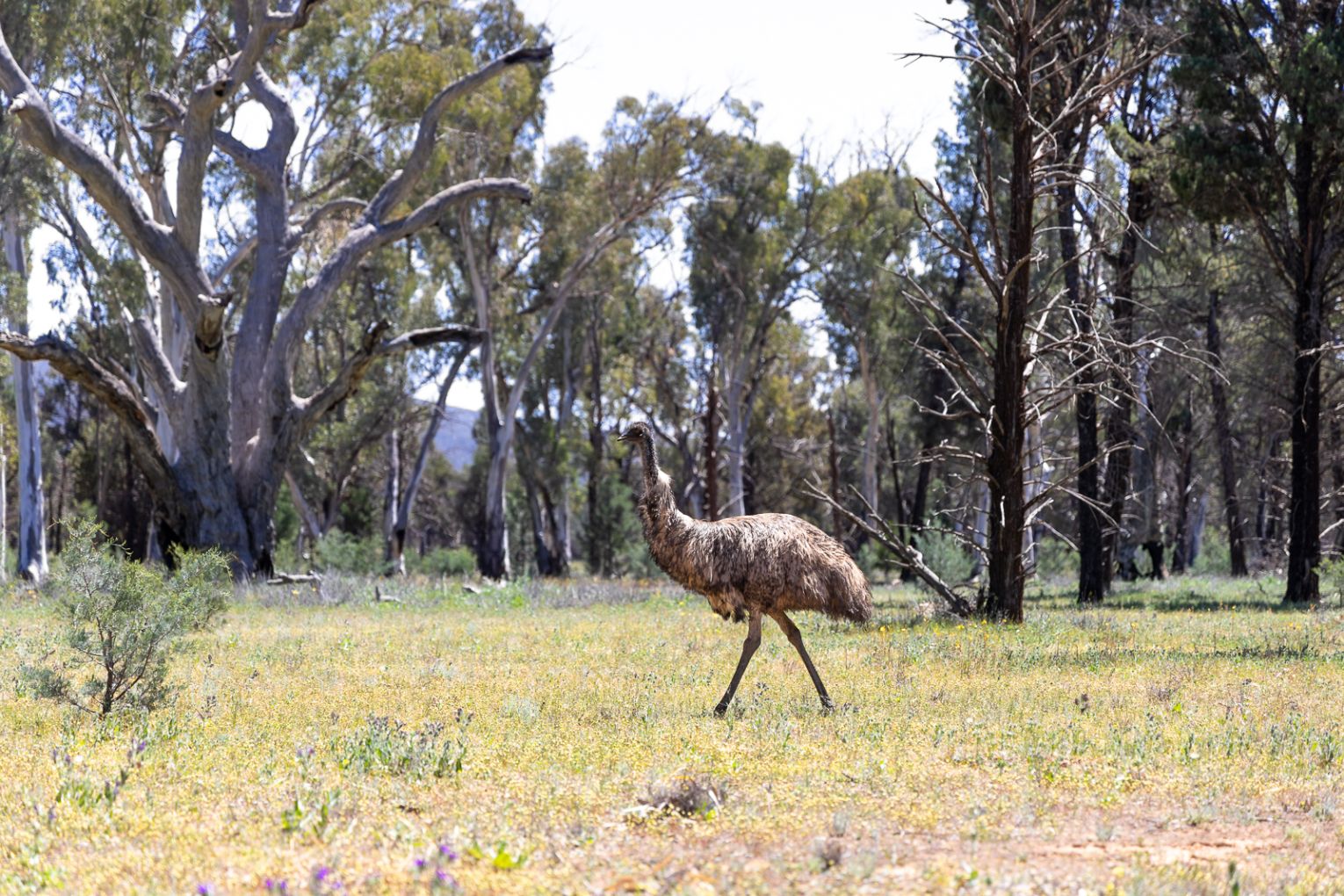 A sand goanna; emus are a common sight in the region; the campfire at Arkaba Homestead; field guide Natalie Gruel.