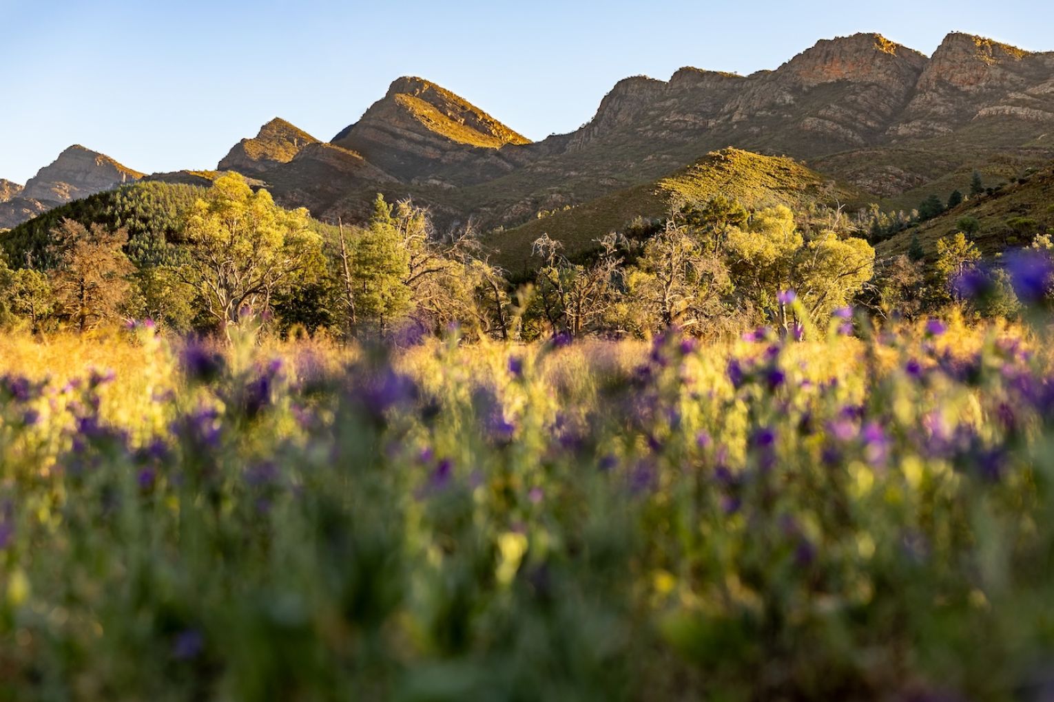 Adventuring through a 25,000-hectare former sheep station, the Arkaba Walk immerses hikers in a remarkable conservation story, wildlife and history.
