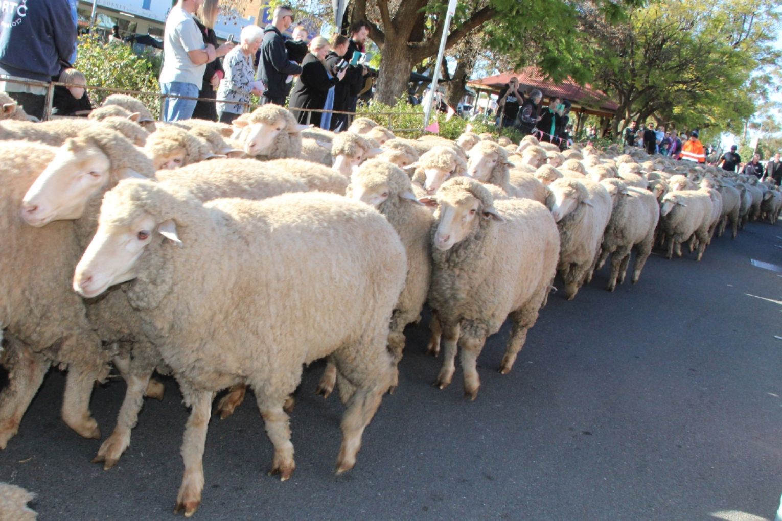 Hundreds of sheep making their way along Barmera’s main street to the memorial oval and into their pen before the Saturday program of the five-day sheep dog trials began. Picture: Christine Webster