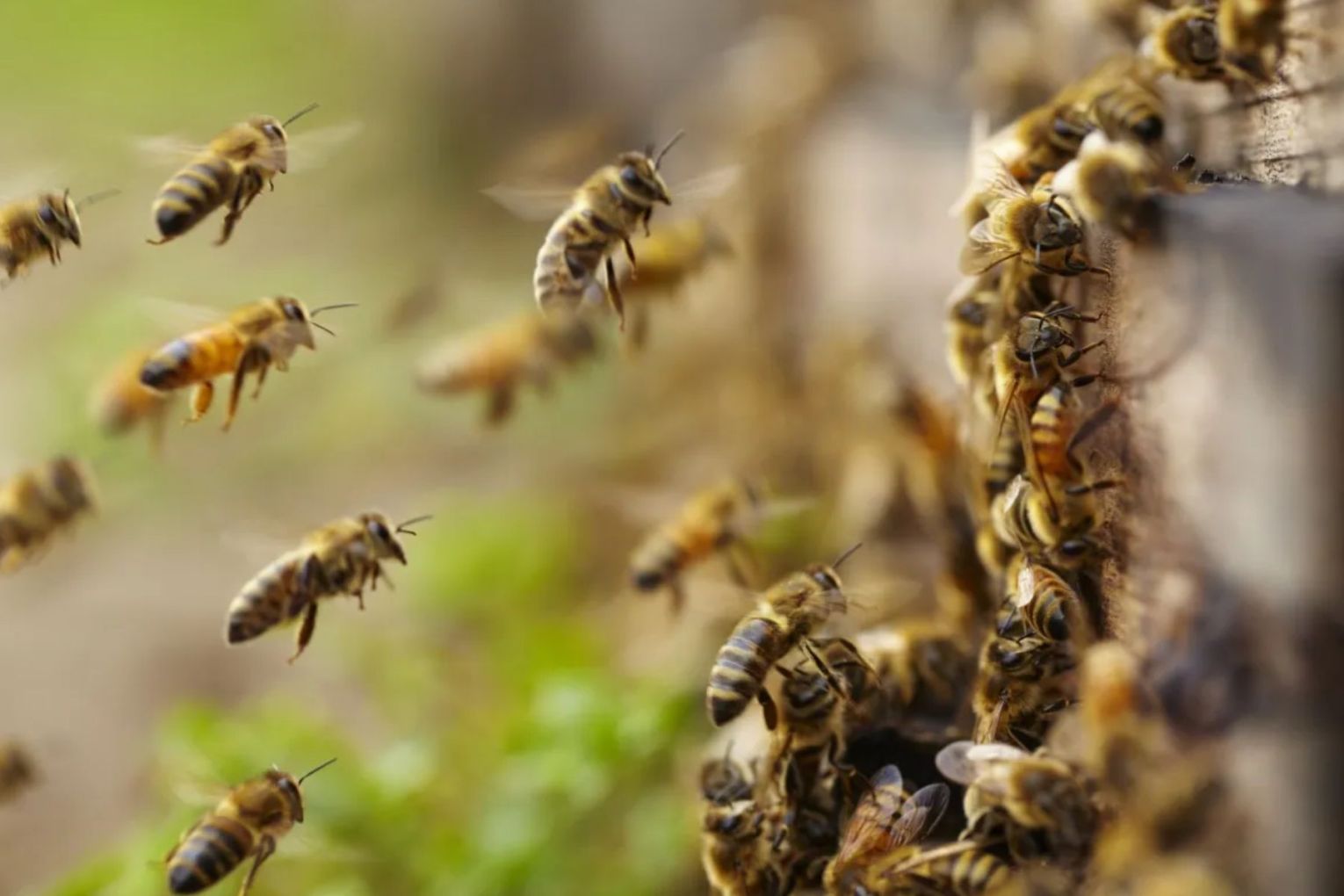 Research has found some bee species are more heat tolerant because of where they nest. Photo: Getty  