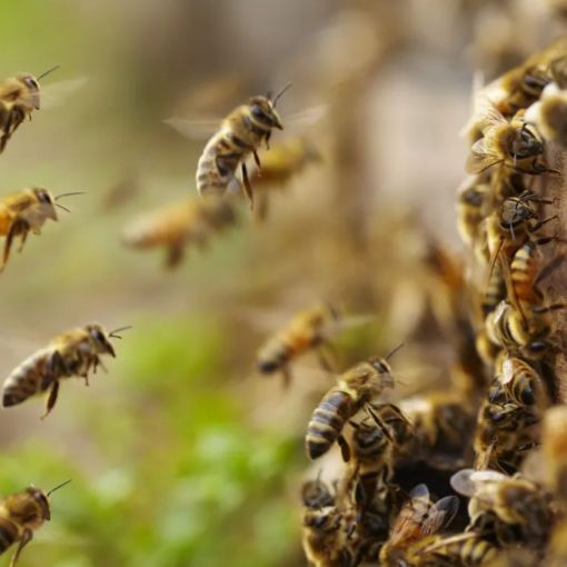 Thumbnail for From Adelaide to Cape York, climate change is stinging bees