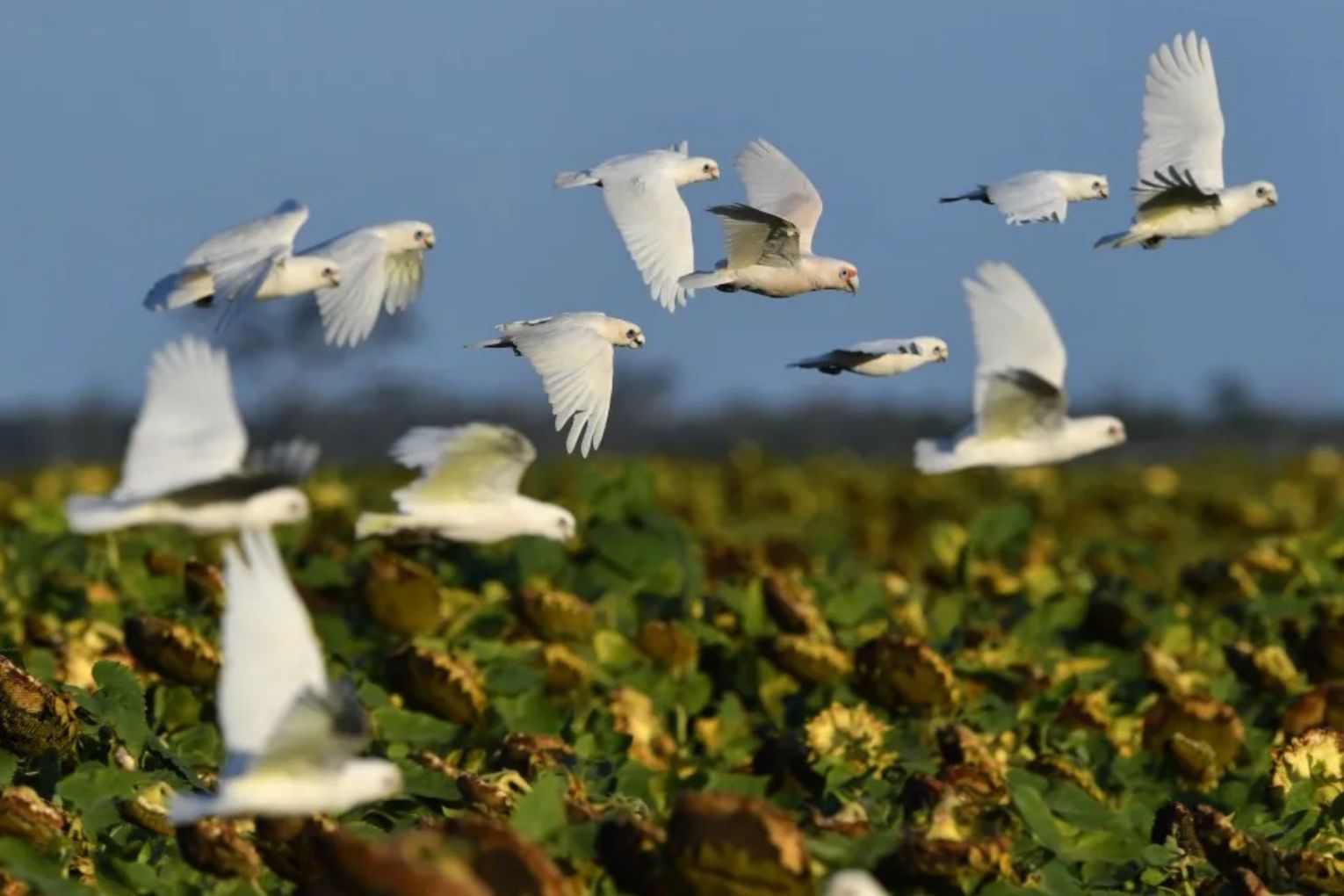 Native birds and other animals could be at risk from a major outbreak of a deadly flu strain. 