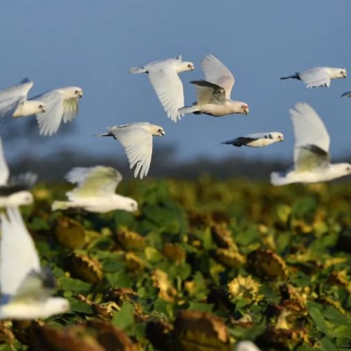Thumbnail for ‘Unavoidable’: Expert’s grim bird flu prediction for SA