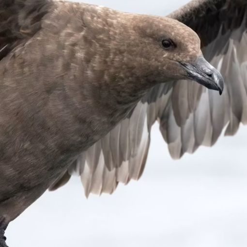 Thumbnail for Deadly strain of bird flu confirmed in Australia – here’s what it means
