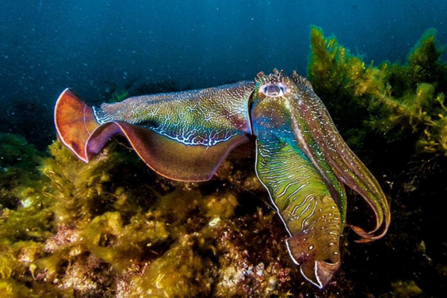 Waller said that some years, up to 200,000 giant cuttlefish gather for the mating ritual. Photo: Department for Environment and Water