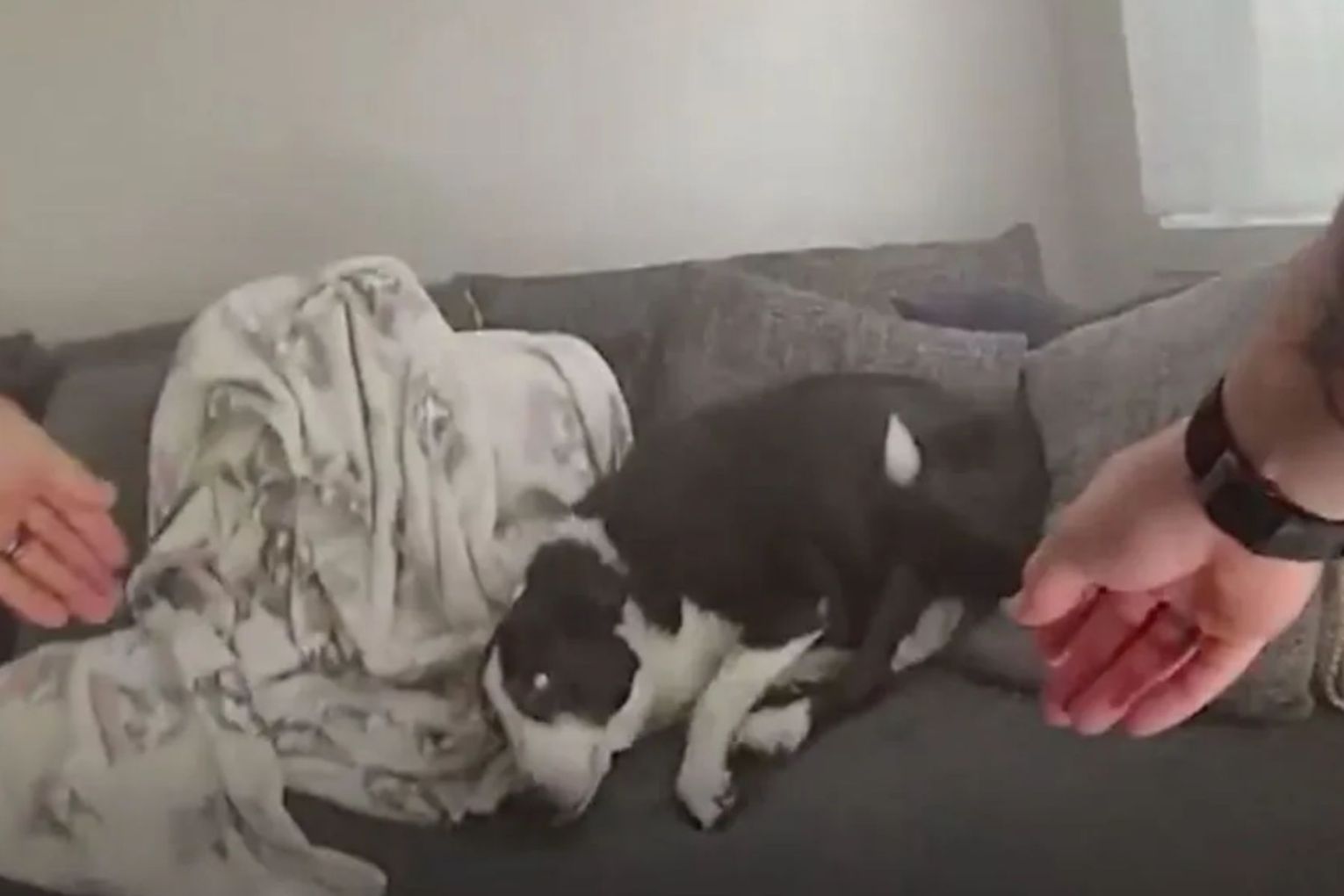 Thumbnail for Watch: Police rescue dog from Gold Coast house fire