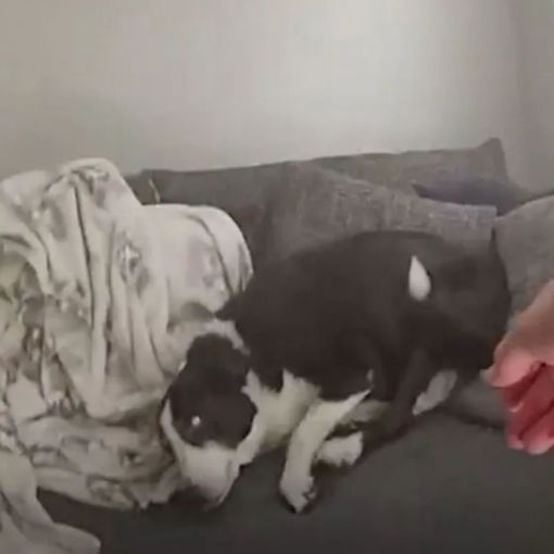 Thumbnail for Watch: Police rescue dog from Gold Coast house fire