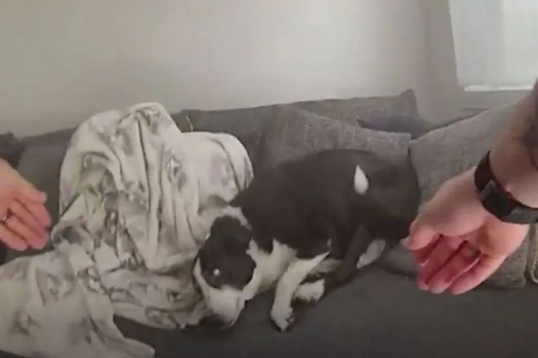 Thumbnail for Watch: Police rescue dog from Gold Coast house fire