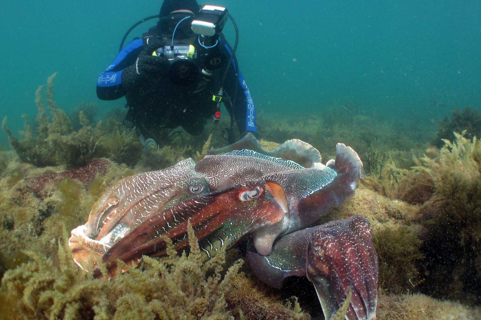 Waller said that some years, up to 200,000 giant cuttlefish gather for the mating ritual. Photo: whyalla.com
