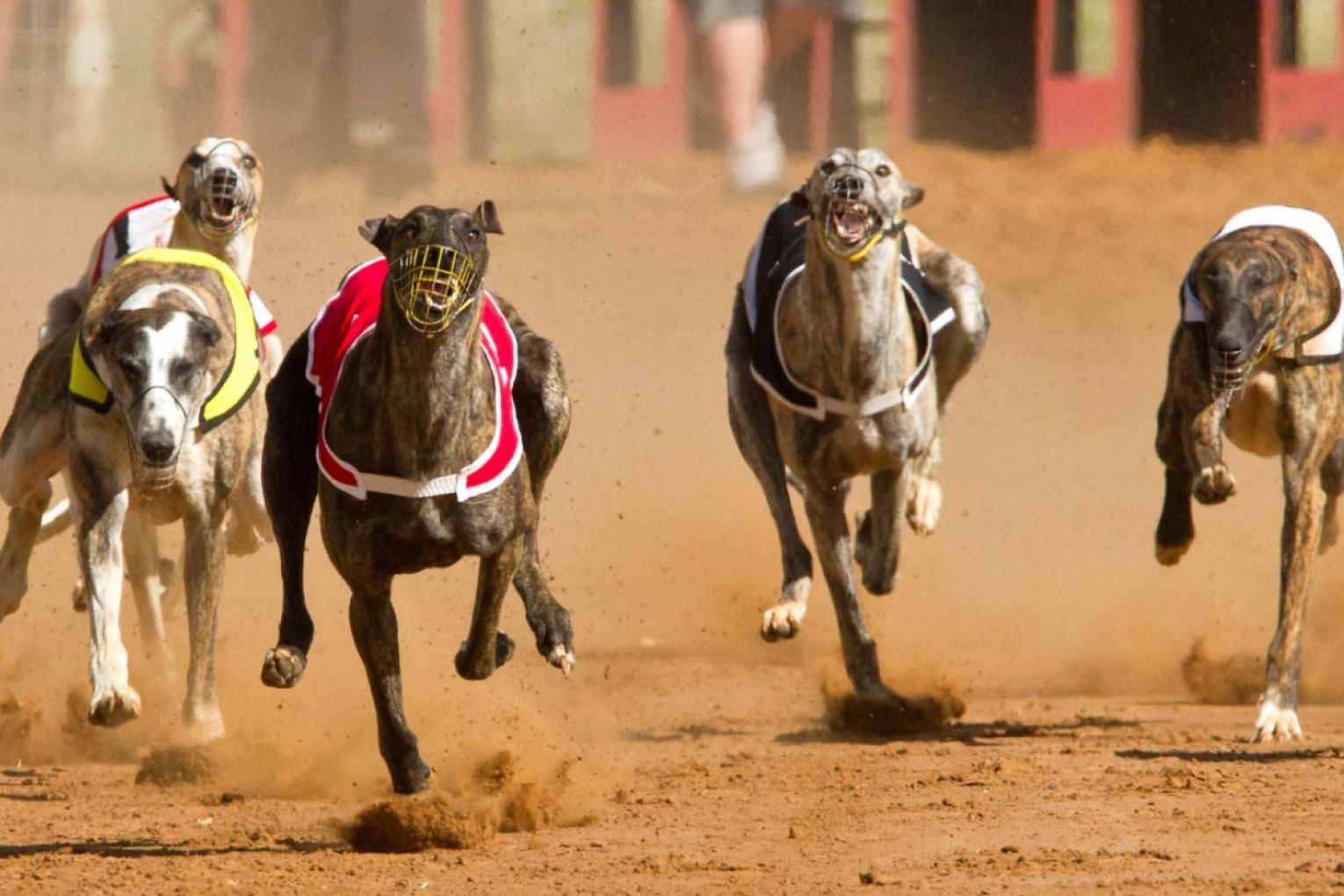 Greens MLC Melanie Selwood is calling on the state government to ban greyhound racing in SA. Photo: RSPCA SA.