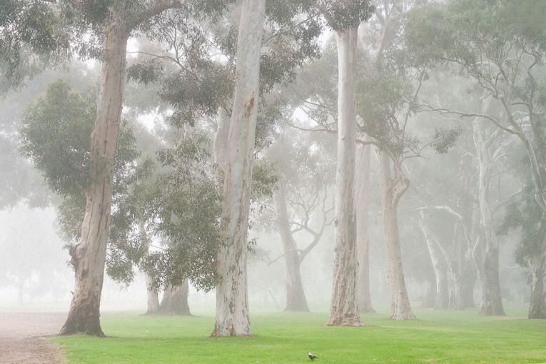 Thumbnail for This is Adelaide… Park lands fog
