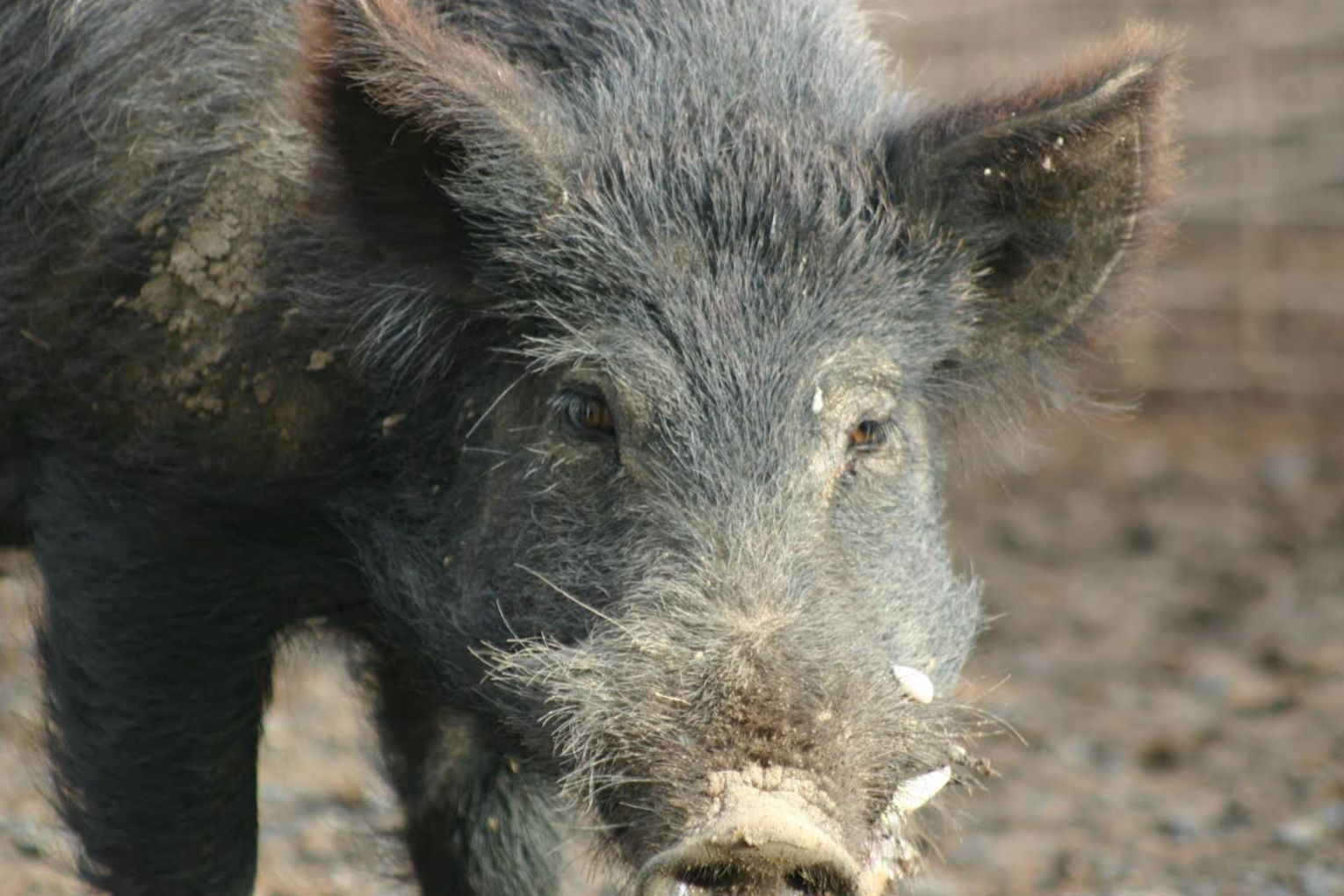 Kangaroo Island is officially the largest island in the world to successfully eradicate feral pigs. Image: Supplied.