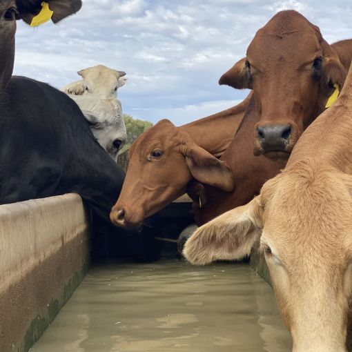 Thumbnail for Local agtech beefs up its feed export plans to US