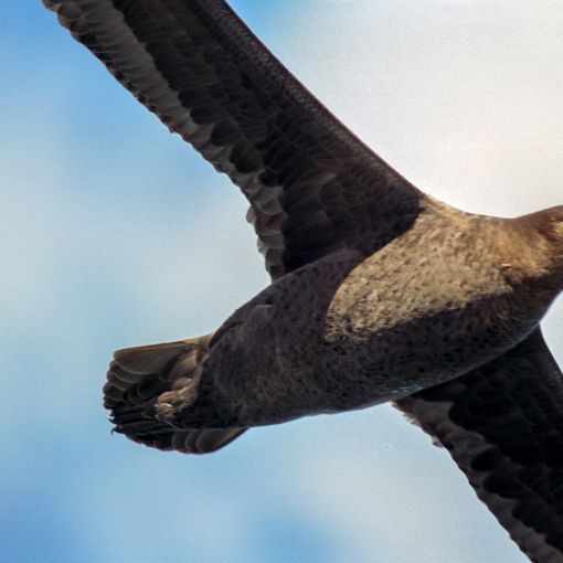 Thumbnail for Results in for sick bird found on Noosa beach as quarantine centre grows