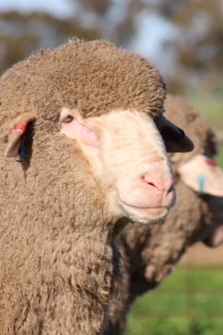 Photo: Livestock SA