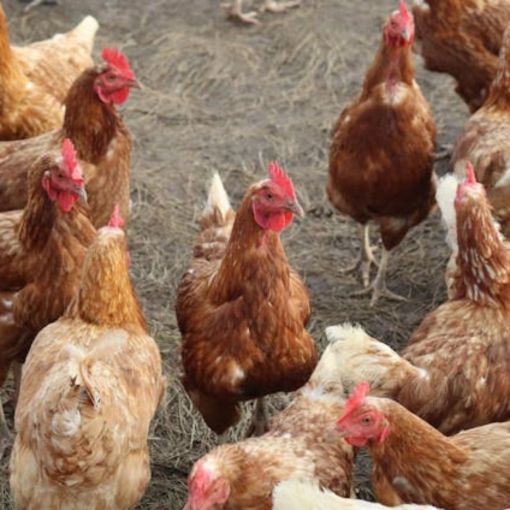 Thumbnail for Poultry industry not cracking over bird flu fears