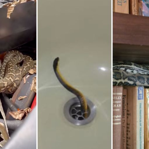 Thumbnail for Queensland snake catcher’s wild call in his busiest year yet