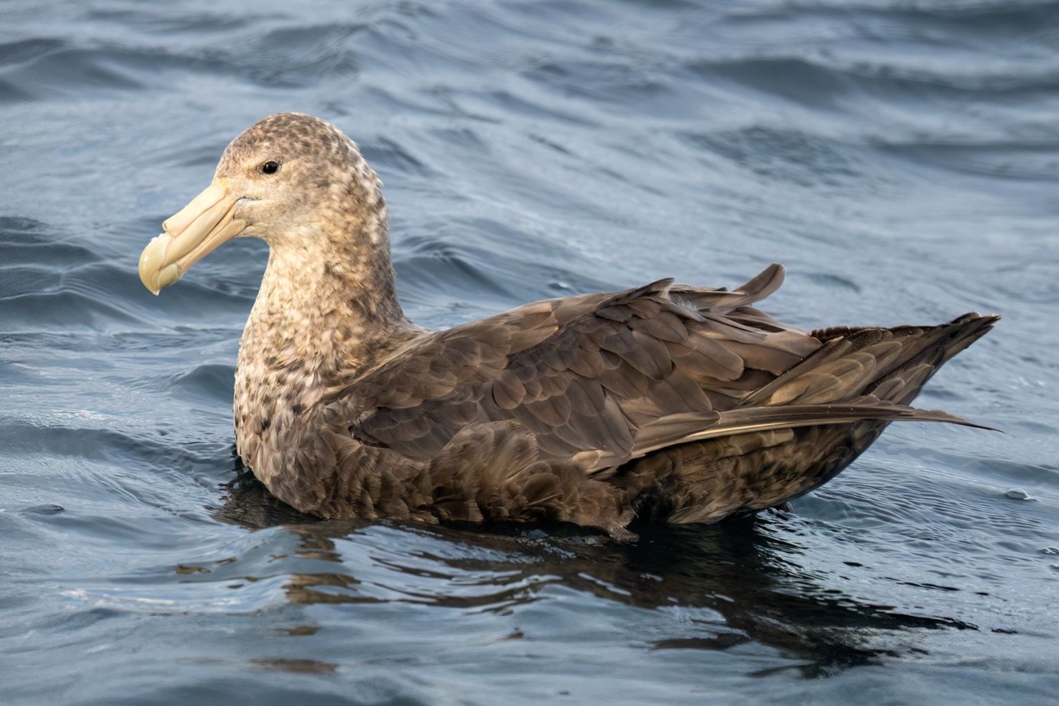 The positive case was detected in a Giant Petrel at Knights Beach after testing by the CSIRO. Photo: Polinova/Wikimedia Commons