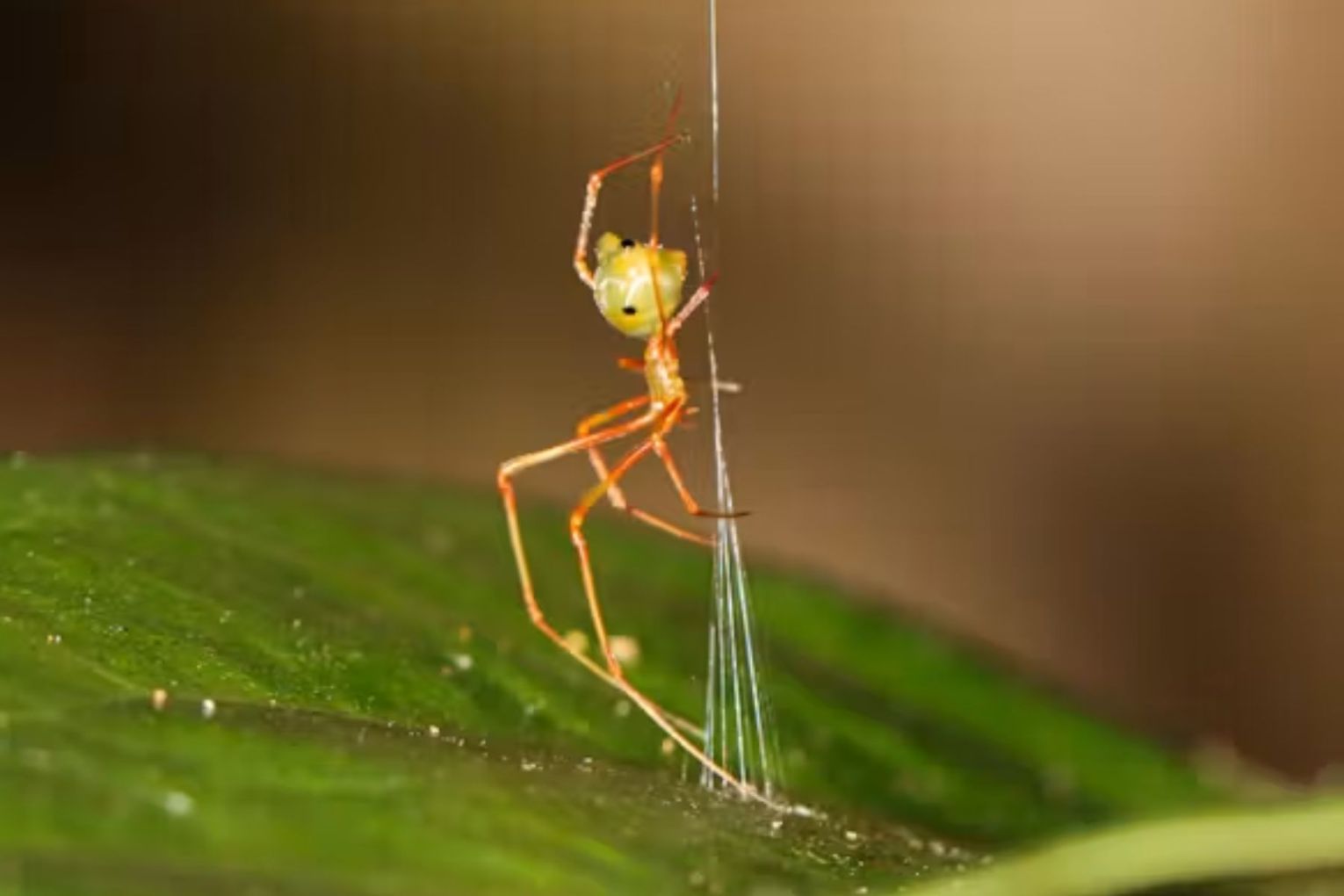 The ballista spider. Picture: Ajay Narendra, Pranav Joshi, Daniele Liprandi, Gregory J Anderson, Jonas Wolff