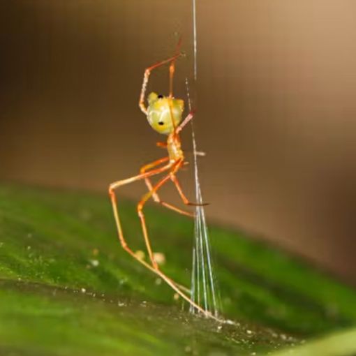 Thumbnail for Researchers spun out by bizarre new discovery in far north Qld