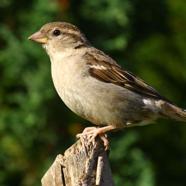 Thumbnail for Poem: Little Sparrow