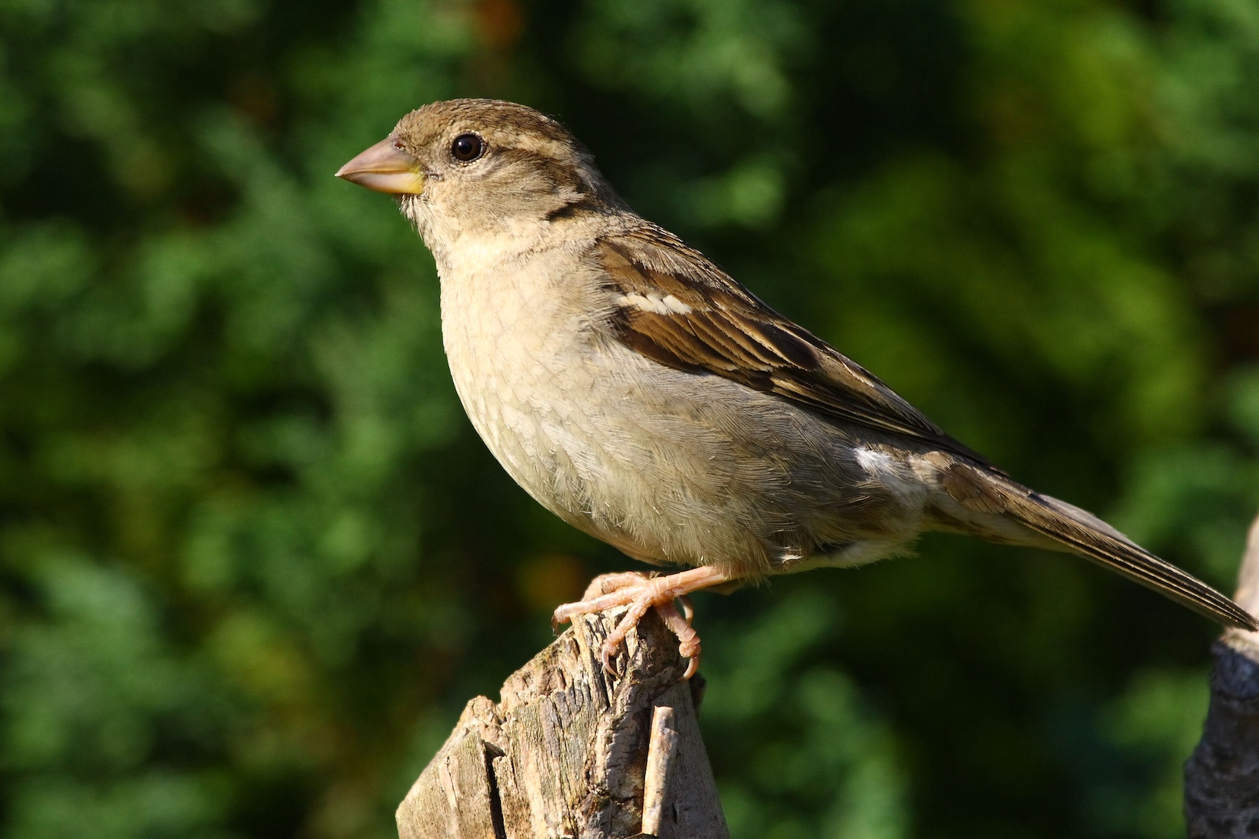 Poem: Little Sparrow