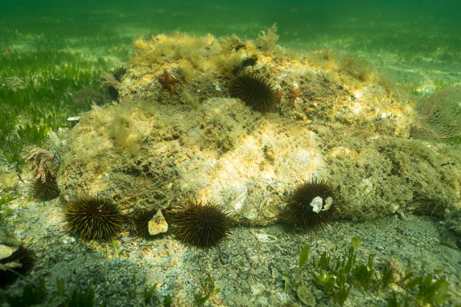 A reef bag at Dutton Bay. Photo: Supplied