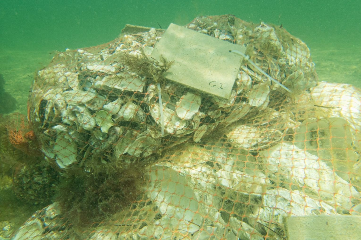A reef bag at Goat Island: Photo Supplied