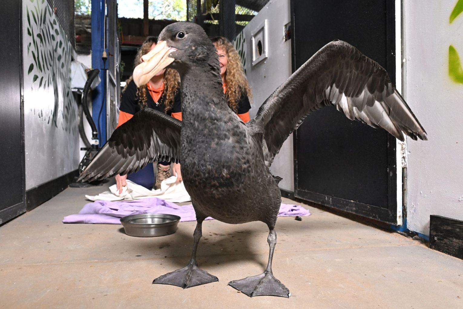 An initial positive case of H5 bird flu has been detected in Queensland. Picture: Darren England/AAP PHOTOS