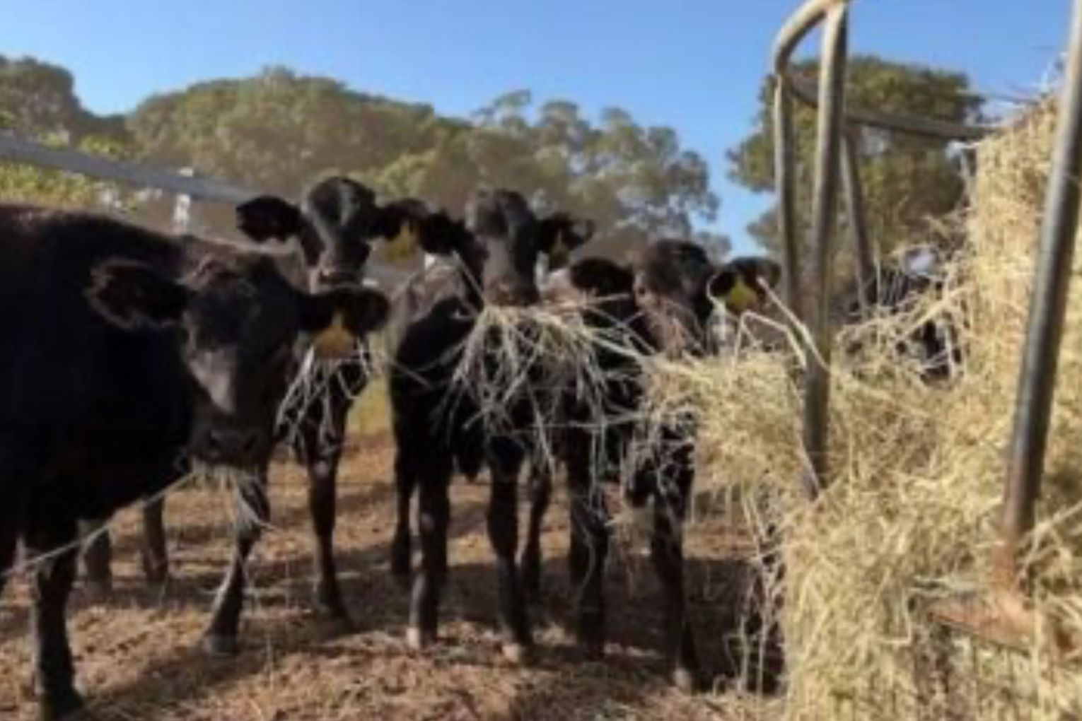 Detectives from the Rockhampton Rural and Stock Crime Squad are appealing for information in relation to the theft of 142 head of cattle. Picture: via Queensland Police