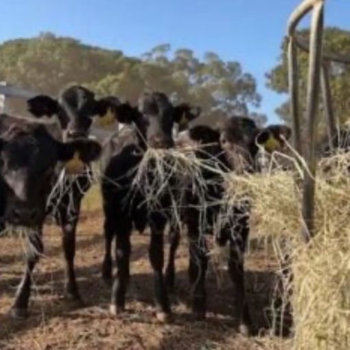 Thumbnail for Moo dunnit? Police hunt for missing cattle
