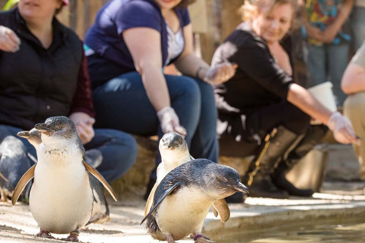 The Little Penguin experience will remain closed as a precautionary measure for a potential widespread outbreak of H5N1 Bird Flu. Photo: Adelaide Zoo