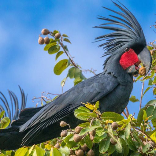 Thumbnail for Far North Queensland site now protected