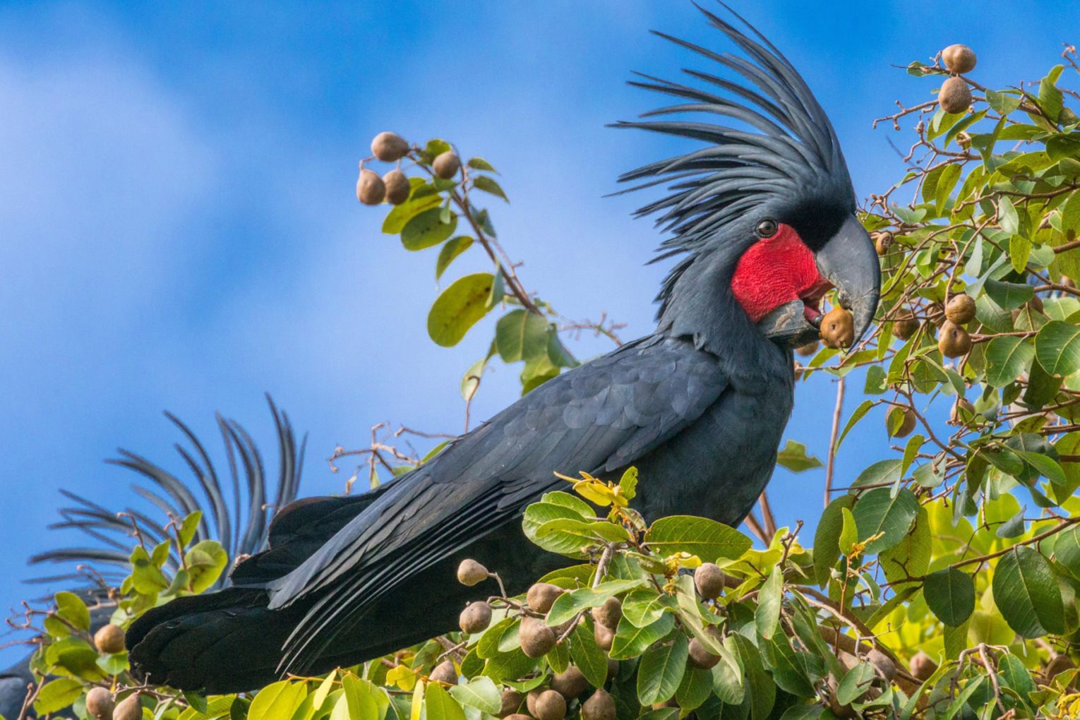 The Umpila Indigenous Protected Area is home to the Palm Cockatoo and other native animals | Image credit: Australian Wildlife Conservancy
