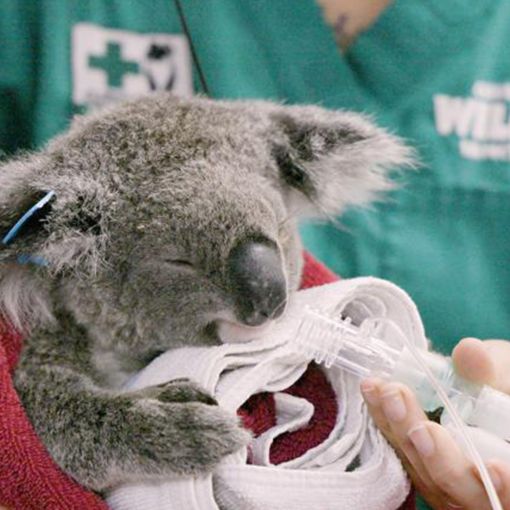 Thumbnail for ‘Massive breakthrough’ in koala chlamydia vaccines