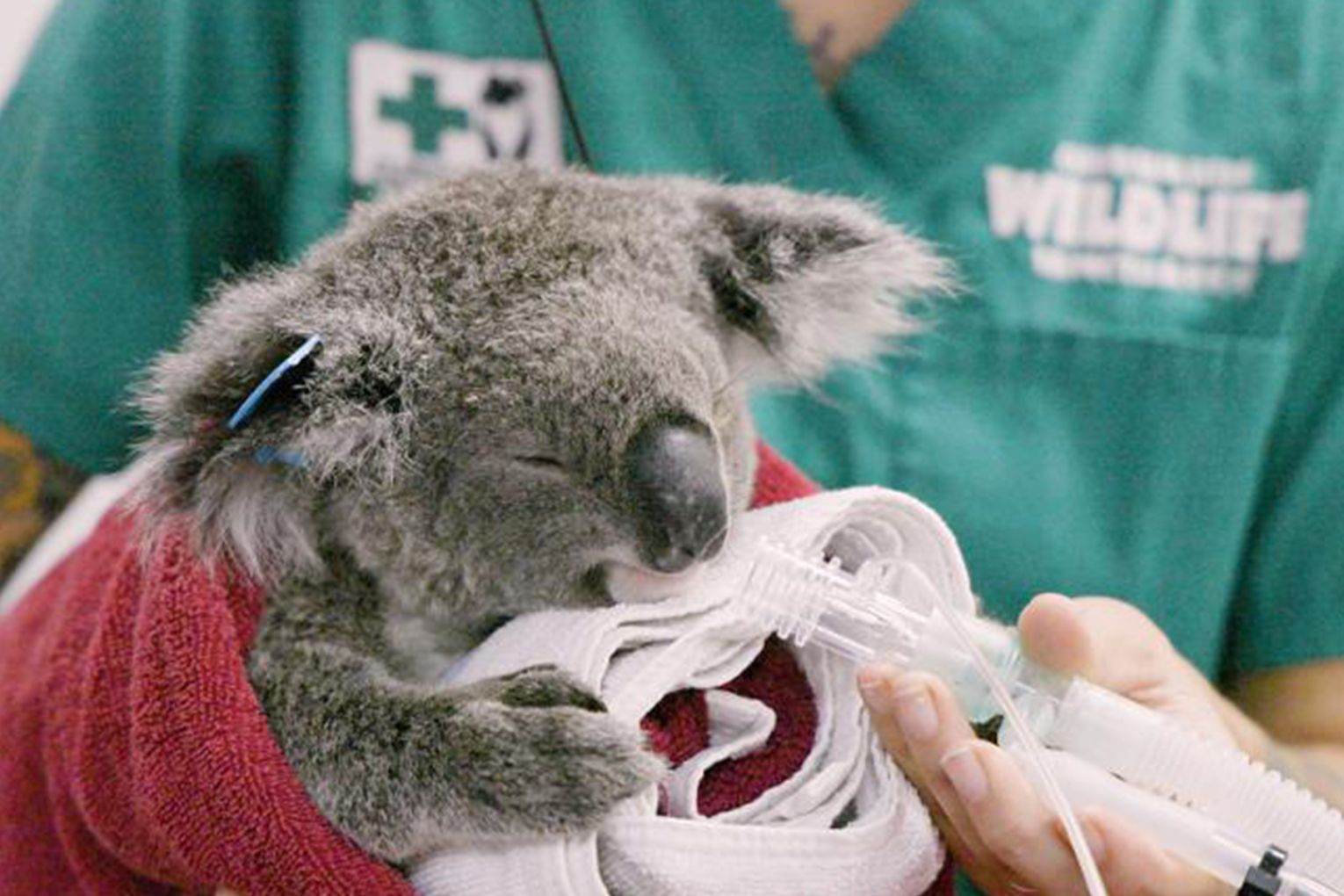 Bamse is the first wild koala to receive a chlamydia vaccine implant at Currumbin Wildlife Hospital (Credit: Currumbin Wildlife Hospital)