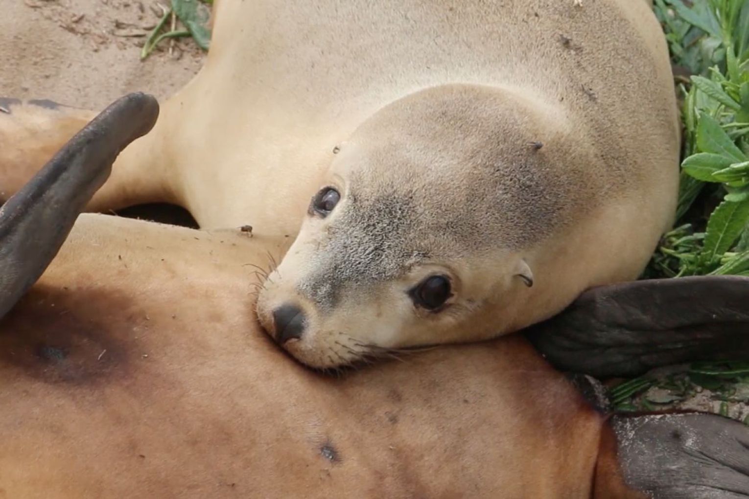 Fears are being raised for Kangaroo Island's sea lion population as a feral cat program ends. Picture: Daniel Clarke