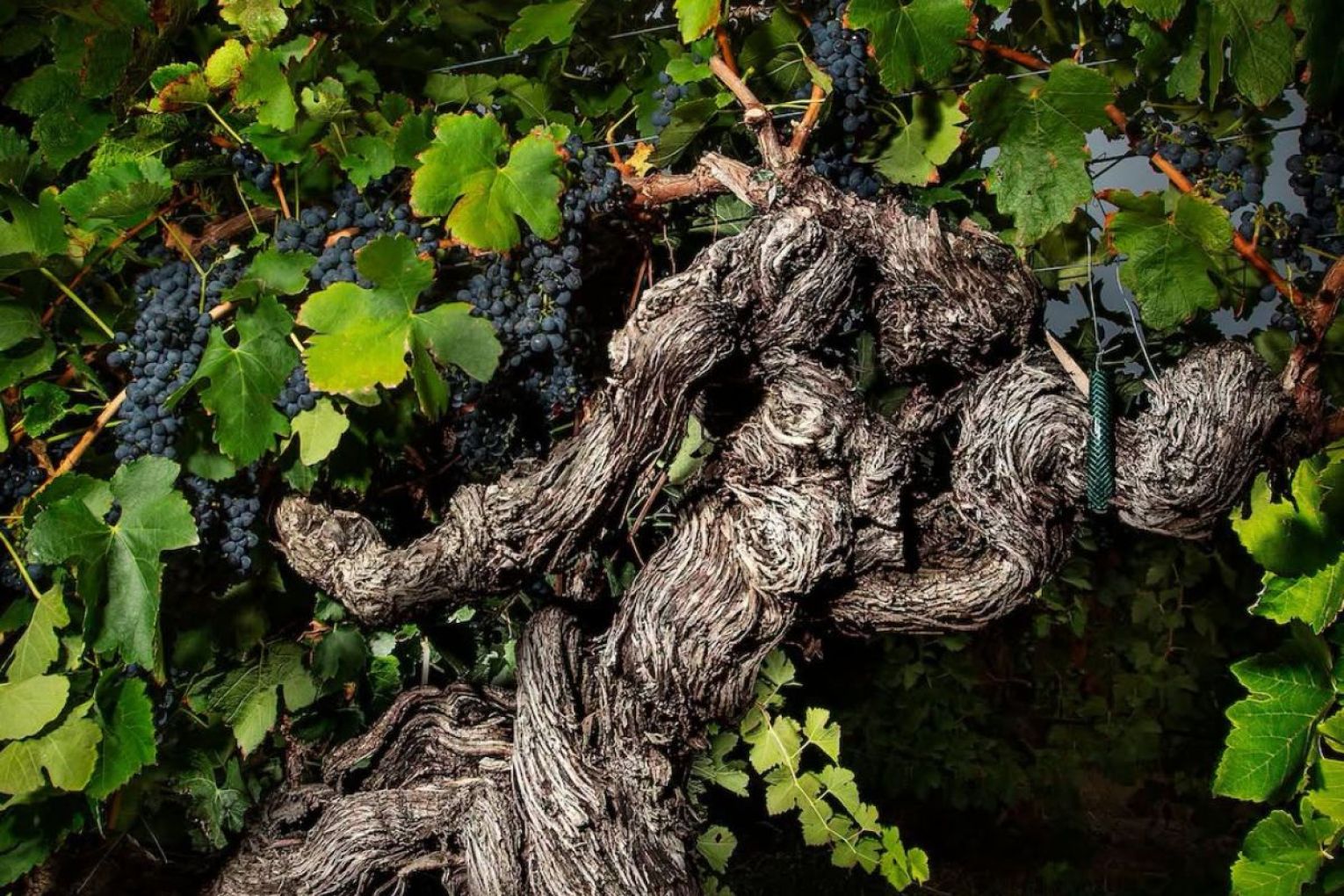 An photograph of a 183-year-old shiraz vine has won an international award. Photo: supplied.