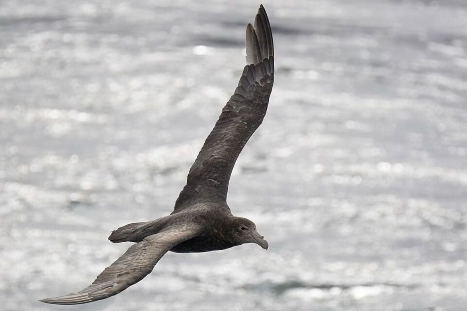 Southern giant petrel. This picture: Wikicommons