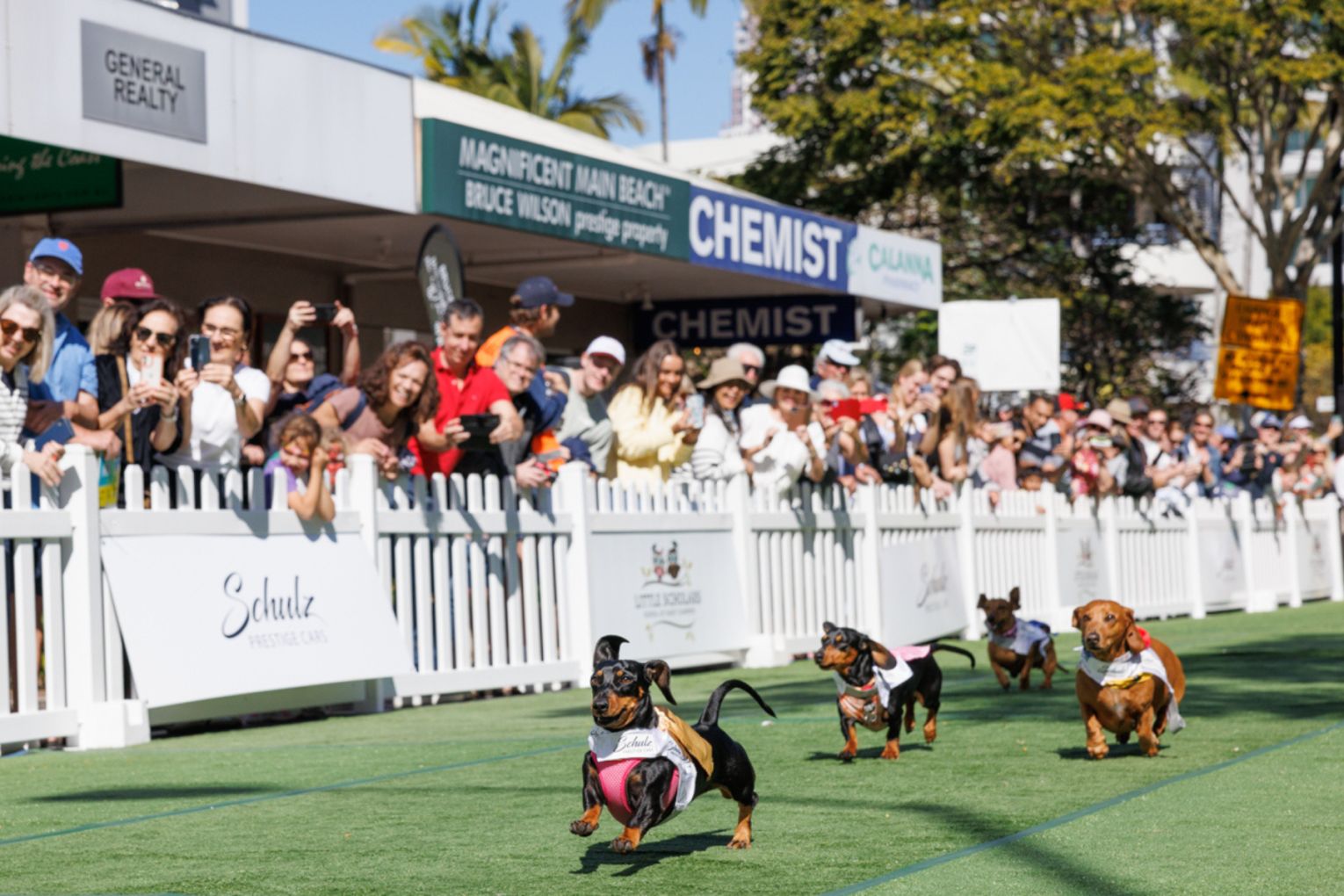Schulz Prestige Cars Dachshund Dash