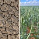Thumbnail for Think you understand drought?