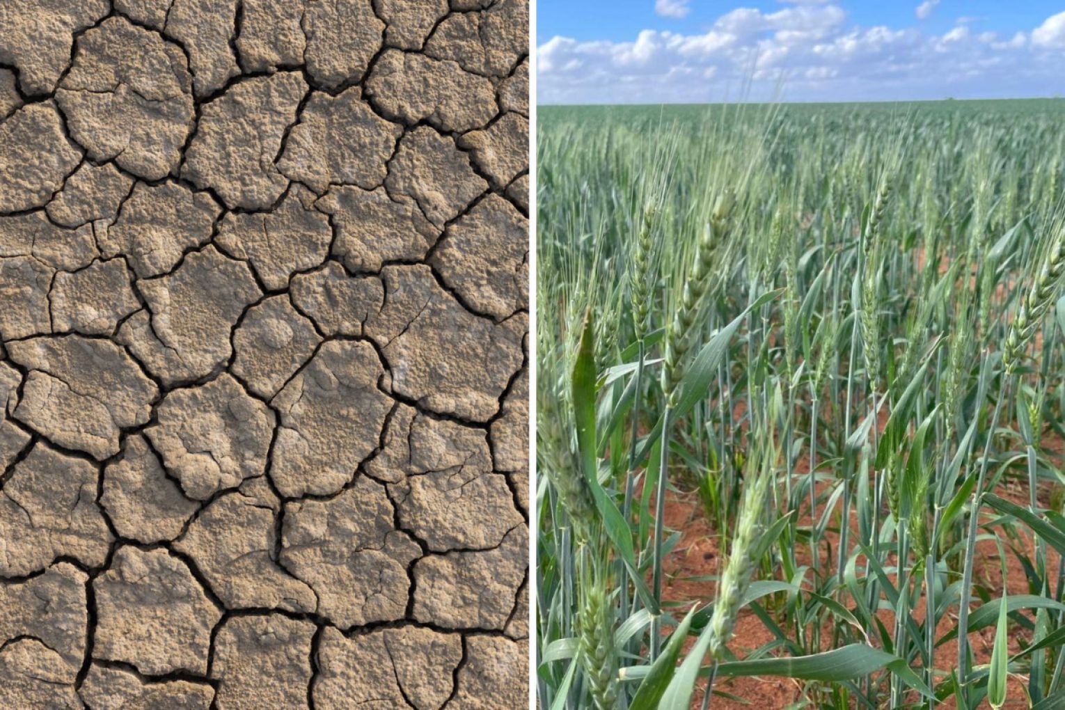 Drought can come in many formats.
