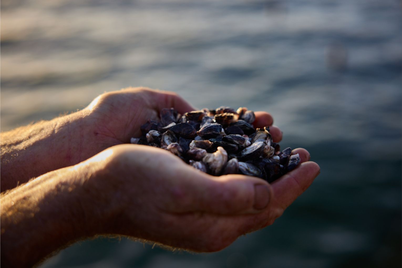 Seafood lies at the heart of many regional South Australian communities. Photo: Yumbah Aquaculture