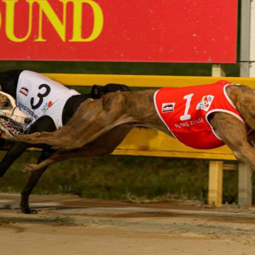 Thumbnail for Calls to shut down greyhound racing over deaths