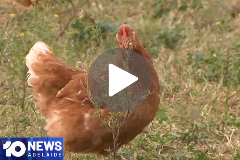 Thumbnail for VIDEO: Variety Bash hits road | Fresh biosecurity advice