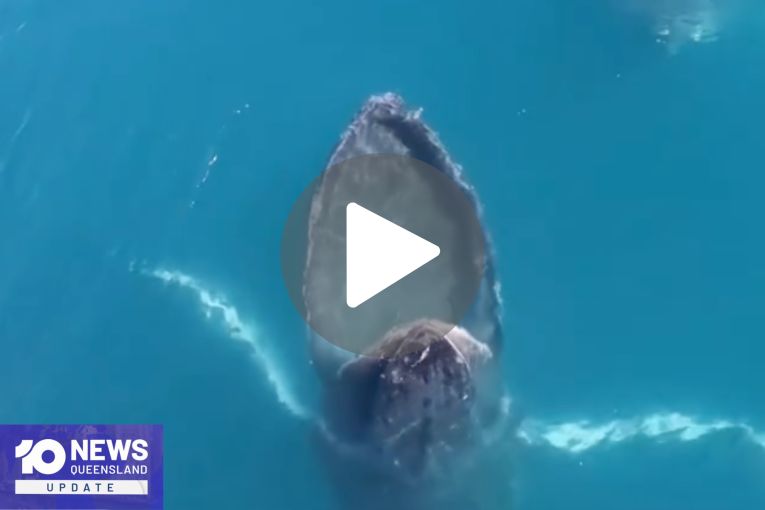 Thumbnail for VIDEO: Humpback unusual show in Hervey Bay | Pacific Airshow final preparations