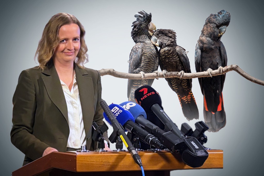 Flu jabs announced in bid to save SA’s endangered birds