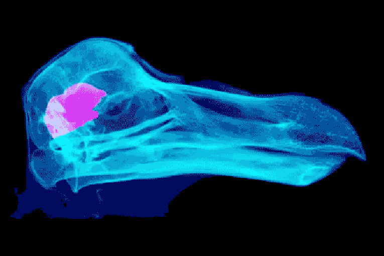 Thumbnail for Turns out, dodos probably weren’t so daft after all